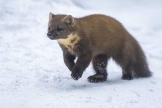 European pine marten (Martes martes) running in the snow in winter, National Park Bavarian Forest,