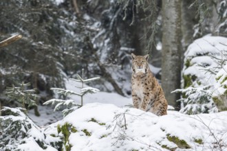 Eurasian lynx (Lynx lynx) sitting in a forest in winter, snow, Bavaria, Germany