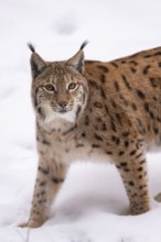 Eurasian lynx (Lynx lynx) standing in a forest in winter, snow, Bavaria, Germany