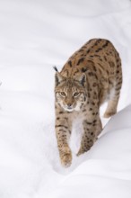 Eurasian lynx (Lynx lynx) walking in a forest in winter, snow, Bavaria, Germany