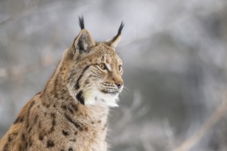 Eurasian lynx (Lynx lynx) in a forest in winter, portrait, snow, Bavaria, Germany