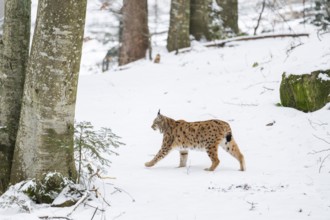 Eurasian lynx (Lynx lynx) walking in a forest in winter, snow, Bavaria, Germany
