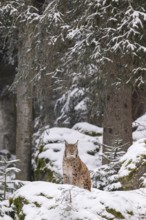 Eurasian lynx (Lynx lynx) sitting in a forest in winter, snow, Bavaria, Germany
