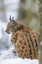 Eurasian lynx (Lynx lynx) lying in a forest in winter, snow, Bavaria, Germany