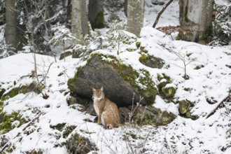 Eurasian lynx (Lynx lynx) standing in a forest in winter, snow, Bavaria, Germany