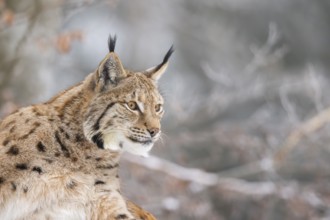 Eurasian lynx (Lynx lynx) in a forest in winter, portrait, snow, Bavaria, Germany