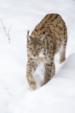 Eurasian lynx (Lynx lynx) walking in a forest in winter, snow, Bavaria, Germany