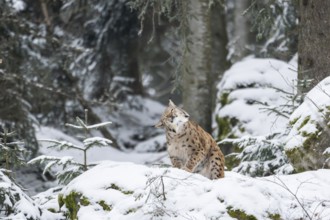 Eurasian lynx (Lynx lynx) sitting in a forest in winter, snow, Bavaria, Germany