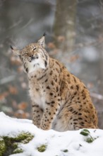 Eurasian lynx (Lynx lynx) standing in a forest in winter, snow, Bavaria, Germany