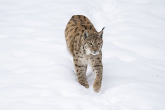 Eurasian lynx (Lynx lynx) walking in a forest in winter, snow, Bavaria, Germany