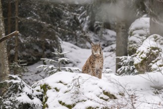 Eurasian lynx (Lynx lynx) sitting in a forest in winter, snow, Bavaria, Germany
