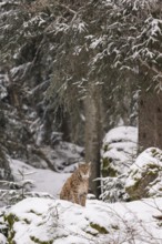 Eurasian lynx (Lynx lynx) sitting in a forest in winter, snow, Bavaria, Germany