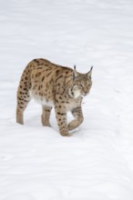Eurasian lynx (Lynx lynx) walking in a forest in winter, snow, Bavaria, Germany