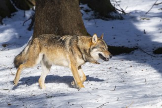 European gray wolf (Canis lupus lupus) walking in a forest in winter, snow, Bavaria, Germany
