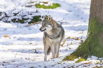European gray wolf (Canis lupus lupus) standing in a forest in winter, snow, Bavaria, Germany