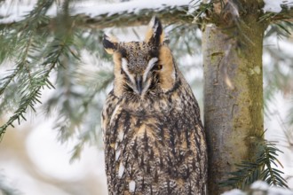 Long-eared owl (Asio otus) sitting on a branch in winter, National Park Bavarian Forest, Bavaria,