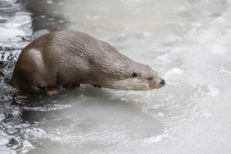 Eurasian otter (Lutra lutra) in a little lake on the ice in winter, Bavaria, Germany