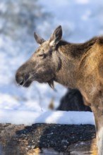 European elk (Alces alces) in a forest in winter, portrait, snow, Bavaria, Germany