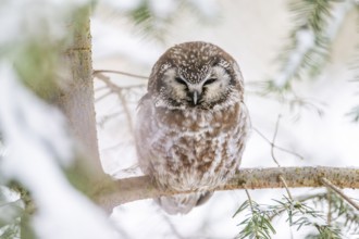 Great Horned Owl (Aegolius funereus) sitting on a branch in winter, National Park Bavarian Forest,