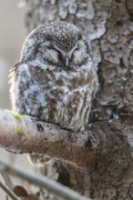 Great Horned Owl (Aegolius funereus) sitting on a branch in winter, National Park Bavarian Forest,