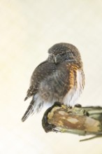 Eurasian pygmy owl (Glaucidium passerinum) sitting on a branch in winter, National Park Bavarian