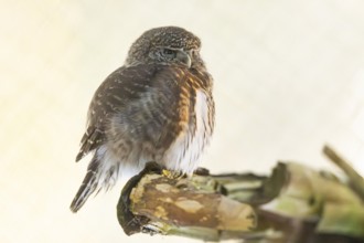Eurasian pygmy owl (Glaucidium passerinum) sitting on a branch in winter, National Park Bavarian