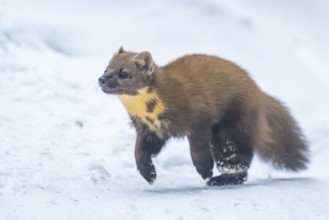 European pine marten (Martes martes) running in the snow in winter, National Park Bavarian Forest,