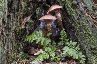 Hallimash (Armillaria ostoyae) and fern, Emsland, Lower Saxony, Germany
