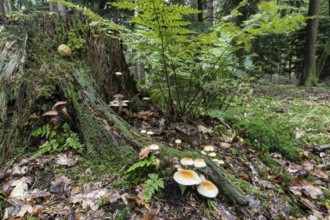 Green leaf sulfur head (Hypholoma fasciculare) and fern on a tree stump, Emsland, Lower Saxony,