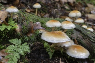 Sulphur Tuft (Hypholoma fasciculare), Emsland, Lower Saxony, Germany
