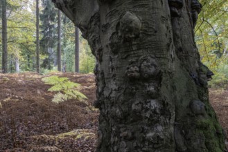 Old European beech (Fagus sylvatica) and bracken (Pteridium aquilinum), Emsland, Lower Saxony,