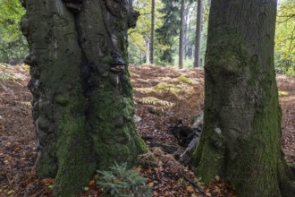 Old red beech (Fagus sylvatica) and eagle fern (Pteridium aquilinum), Emsland, Lower Saxony,
