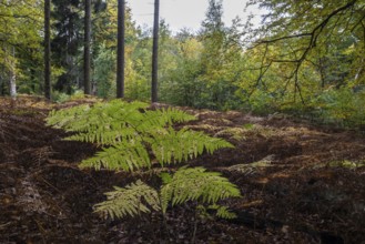 Eagle fern (Pteridium aquilinum) in mixed autumn forest, Emsland, Lower Saxony, Germany