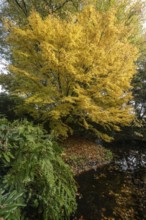 Japanese Japanese maple (Acer palmatum Sangu-Kaku) in autumn leaves, Emsland, Lower Saxony, Germany