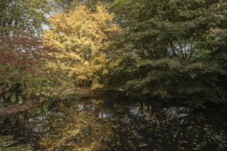 Japanese Japanese maple (Acer palmatum Sangu-Kaku) in autumn leaves, Emsland, Lower Saxony, Germany