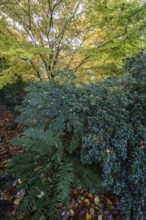 Japanese Japanese maple (Acer palmatum Sangu-Kaku) in autumn leaves behind rhododendron and fern,