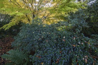 Japanese Japanese maple (Acer palmatum Sangu-Kaku) in autumn leaves behind rhododendron and fern,