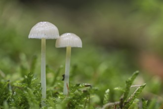 Helmlinge (Mycena), Emsland, Lower Saxony, Germany