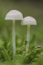 Helmlinge (Mycena), Emsland, Lower Saxony, Germany