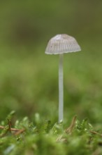 Helmling (Mycena), Emsland, Lower Saxony, Germany