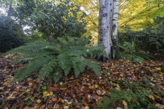 Fern (Polystichum), Birch (Betula pendula), Rhododendron (Rhododendron) and Japanese Maple (Acer