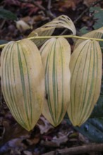 Patterns in autumn leaves of Solomon seal (Polygonatum multiflorum), Emsland, Lower Saxony, Germany
