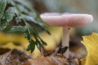 Dwarf lactrichterling (Laccaria tortilis), Emsland, Lower Saxony, Germany