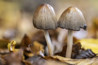 Mica tints (Coprinus micaceus), Emslland, Lower Saxony, Germany