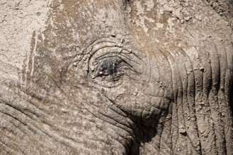 African elephant (Loxodonta africana) detail of the eye, the famous Super Tusker elephant Craig,