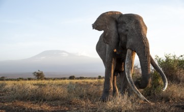 African elephant (Loxodonta africana), the famous Super Tusker elephant Craig, old male with long