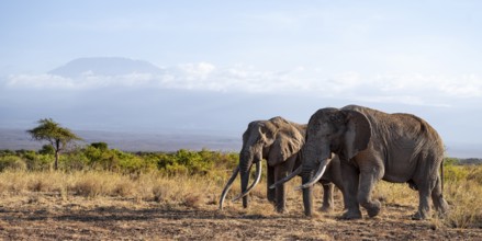 Two African elephants (Loxodonta africana) in a picturesque landscape with the summit of Mount