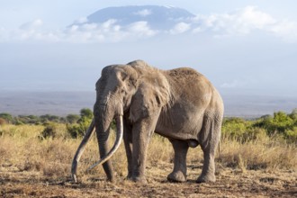 African elephant (Loxodonta africana) in picturesque landscape with the summit of Mount