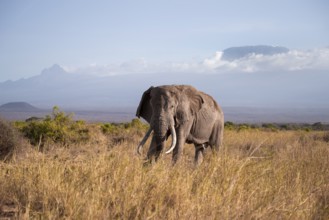 African elephant (Loxodonta africana) in picturesque landscape with the summit of Mount