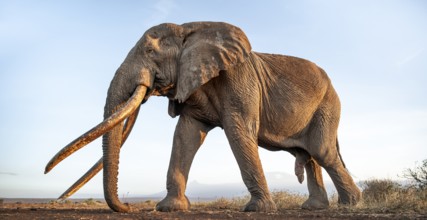 African elephant (Loxodonta africana), the famous Super Tusker elephant Craig, old male with long